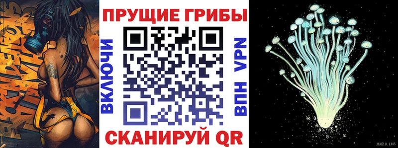 Псилоцибиновые грибы Cubensis  Купить где  Бузулук 